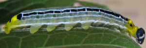 Euschemon rafflesia alba - Final Larvae